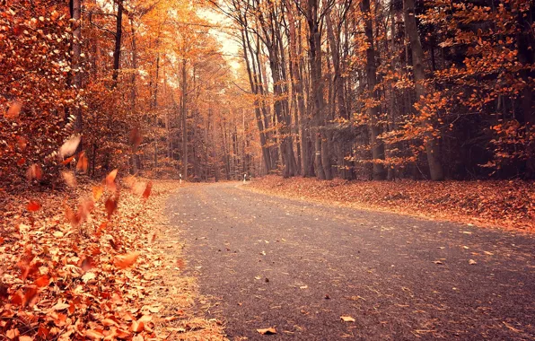 Картинка дорога, осень, лес, листья, деревья, природа, желтые, оранжевые