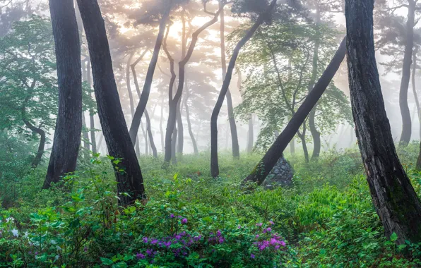 Лес, деревья, пейзаж, природа, туман, весна, травы, Корея