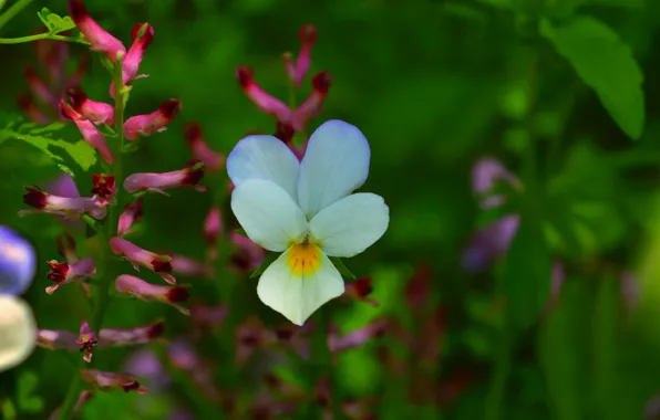 Картинка Цветы, Весна, Flowers, Spring, Боке, Bokeh