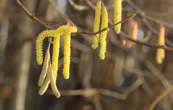 Hanging, twig, inflorescences