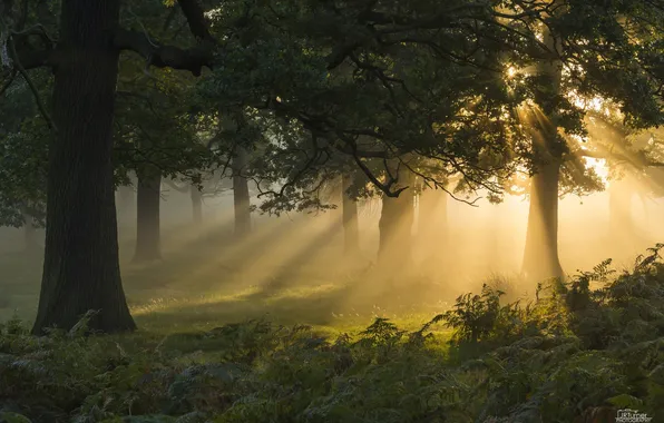 Картинка лес, солнце, свет, деревья, папоротник