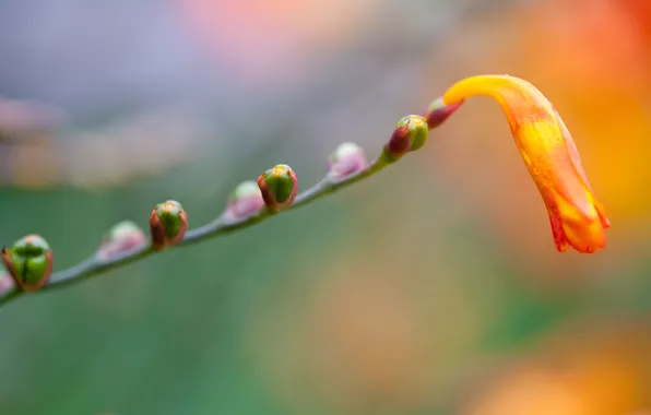 Картинка цветок, макро, оранжевый, жёлтый, растение, ветка, почки