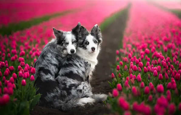 Картинка цветы, тюльпаны, парочка, плантация, две собаки, Бордер-колли