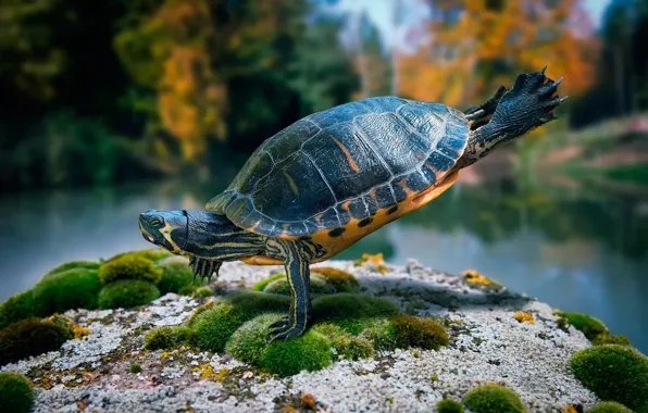Картинка камень, мох, черепаха, танец, ninja turtle