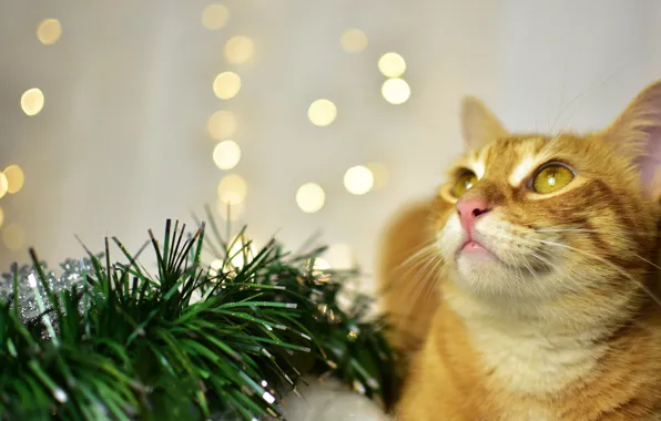 Кошка, кот, взгляд, праздник, рыжий, Рождество, Новый год, хвоя