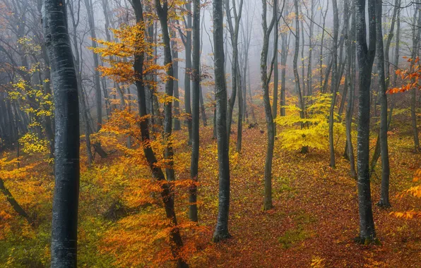 Осень, лес, листья, деревья, ветки, туман, стволы, листва