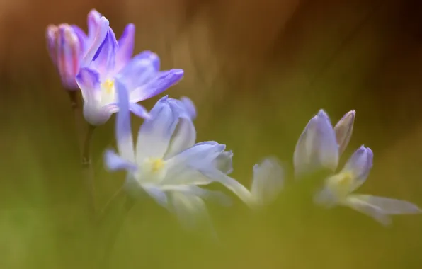 Лето, цветы, природа