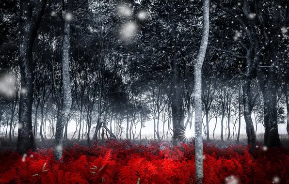 Осень, лес, природа