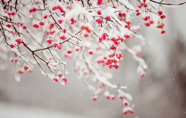 Картинка снег, ветки, плоды, красные