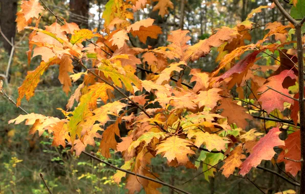 Autumn, leafs, twigs