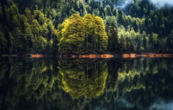 Лес, озеро, отражение