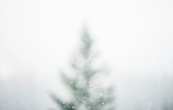 Картинка зима, снег, природа, ель, боке, белым бело