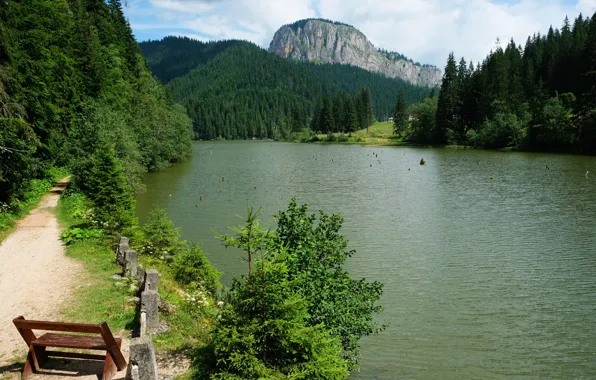 Лес, скамейка, озеро, фото, Romania, Red Lake