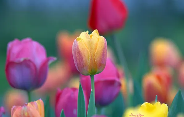 Картинка цветные, весна, тюльпаны, много