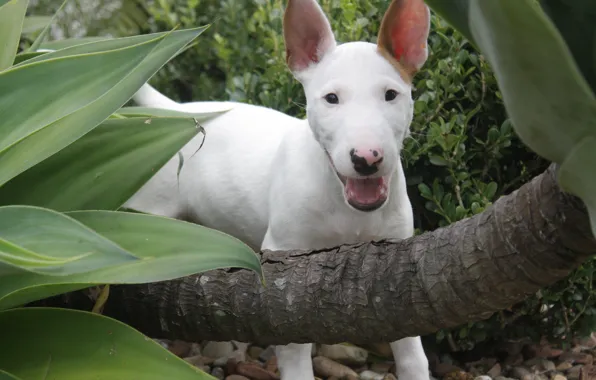 Love, Dog, Baby, Green, White, Bull, Terrier