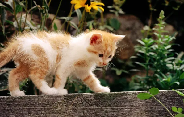 Кошка, белый, кот, цветы, котенок, рыжий, cat