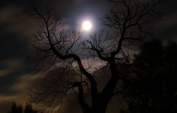 Дерево, Ночь, Силуэт, Moon, Tree, Night, Полнолуние, Moonlight
