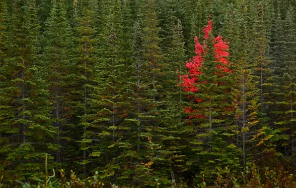 Осень, лес, деревья, Канада, Canada, Ньюфаундленд, Newfoundland