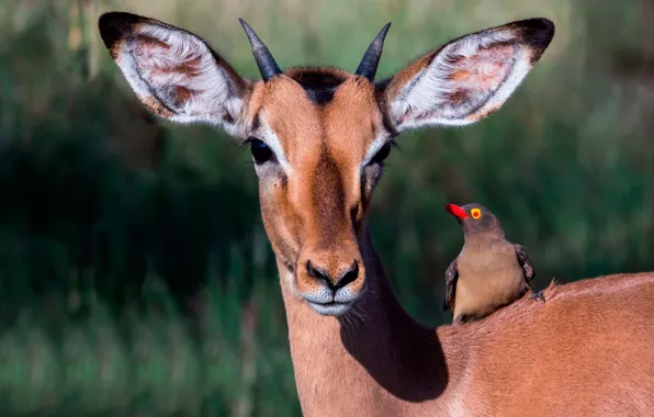 Картинка солнце, природа, птица, олень, мордочка, рожок, ушки, боке