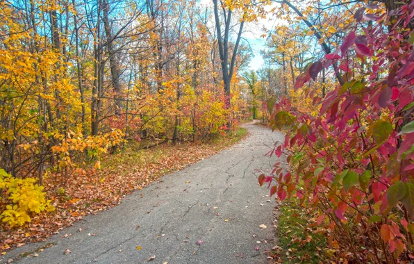 Картинка осень, листья, парк, дорожка