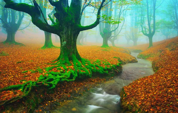 Картинка осень, деревья, река, ручей, листва, мох, Испания, Ноябрь
