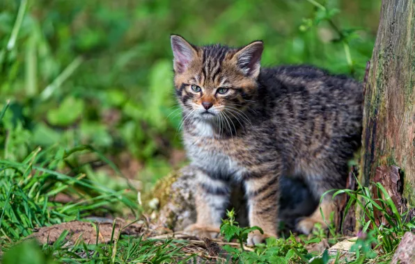 Зелень, кошка, лето, трава, кот, взгляд, свет, природа