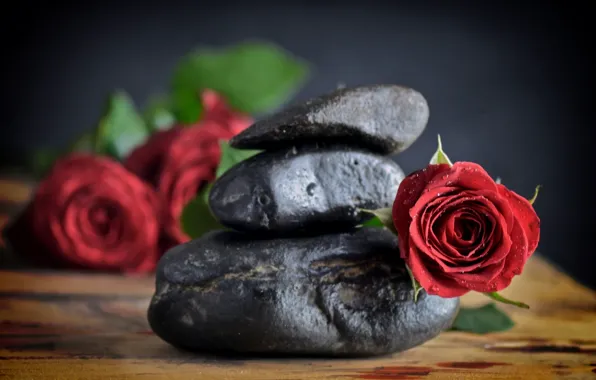 Red, rose, flower, nature, flowers, roses, stons