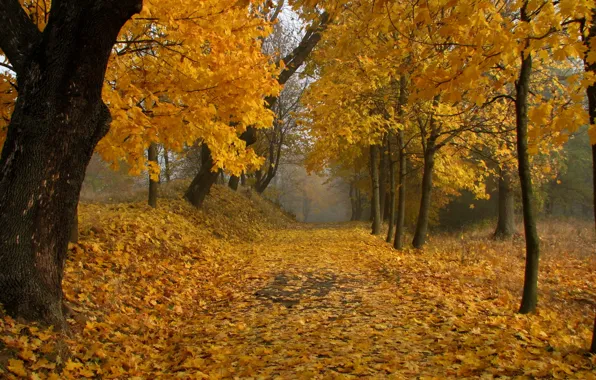Картинка осень, листья, парк