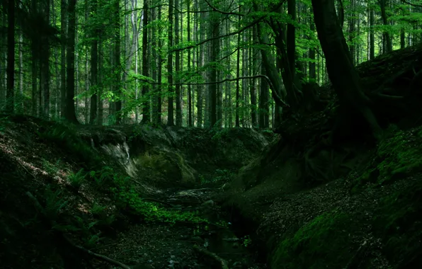 Лес, деревья, природа, корни