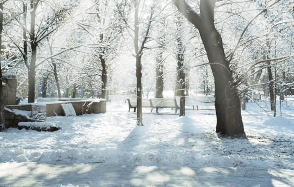 Картинка зима, солнце, лучи, снег, парк, скамейки, Snow trees, дервья