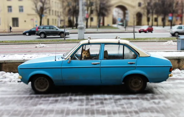 Собака, ford, mood, минск, собака водитель