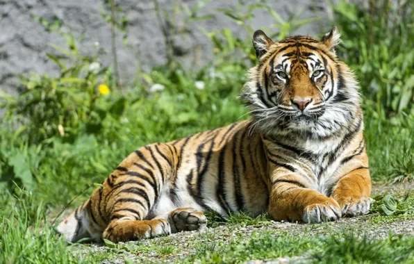 Картинка трава, взгляд, тигр
