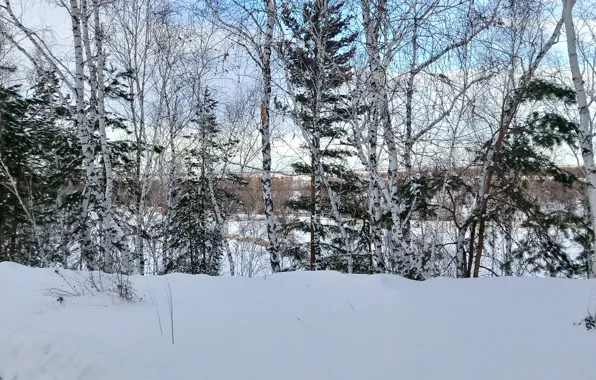 Небо, снег, природа, зимний, Зима, даль, день, березы