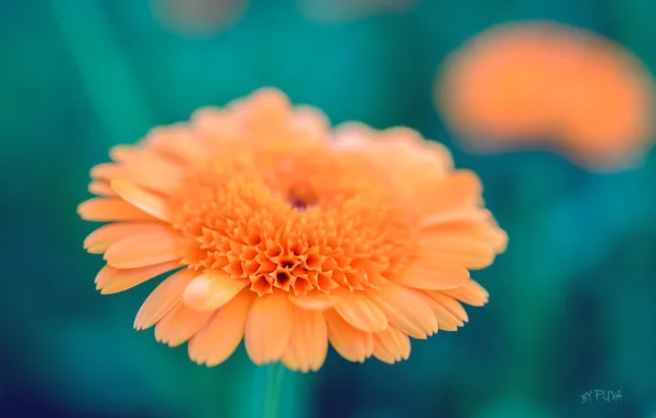 Картинка цветок, макро, оранжевый, обои, лепестки, зелёный, puxa