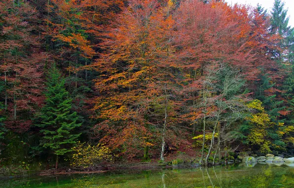 Картинка осень, лес, деревья, пруд, камни