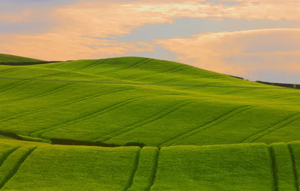 Картинка зелень, поле, трава, фото, холмы, пейзажи, поля, красивые обои