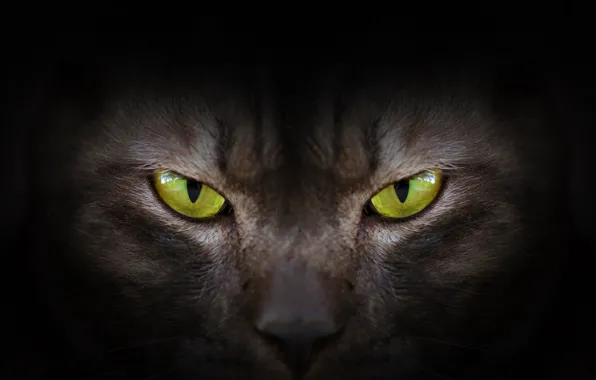 Глаза, взгляд, green, black, eyes, cat, черная кошка