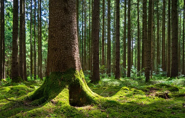 Лес, деревья, Германия, Бавария, Gauting