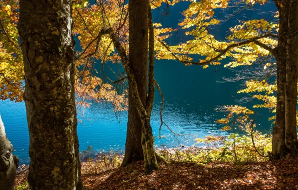 Картинка осень, деревья, пейзаж, природа, озеро, Германия