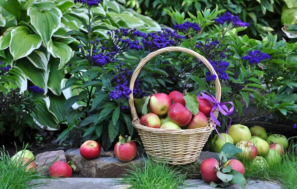 Цветы, яблоки, урожай, корзинка