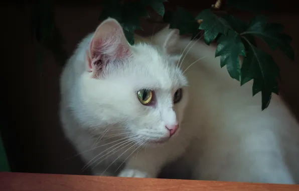 Кошка, коты, белая, cat, кошка обои