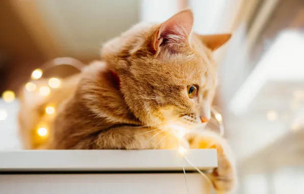 Кошка, кот, огни, рыжий, гирлянды