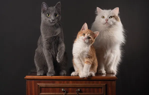 Кошка, белый, кот, кошки, котенок, серый, рыжий, трио