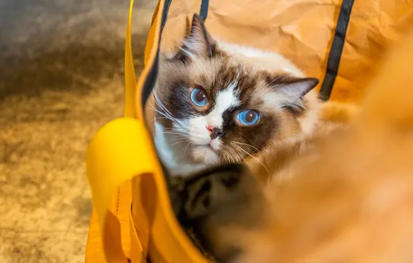 Кошка, кот, морда, сумка, голубые глаза, рэгдолл