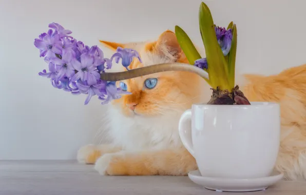 Кошка, цветок, кот, взгляд, поза, пушистый, рыжий, чашка