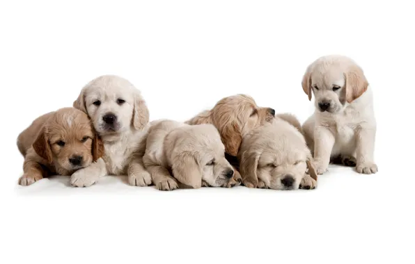 Собаки, щенки, белый фон, детёныши