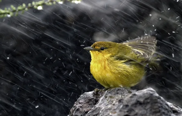 Картинка снег, птица, камень, Yellow warbler, Желтая древесница