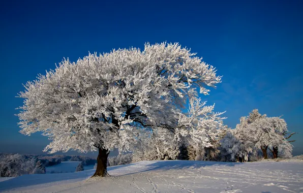 Картинка фото, Природа, Зима, Деревья, Снег
