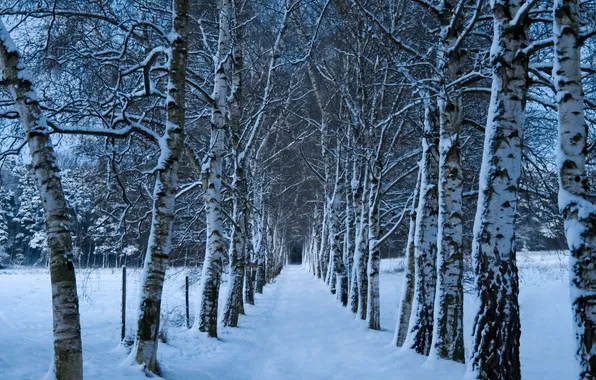 Картинка холод, зима, дорога, снег, деревья, природа, ветви, стволы
