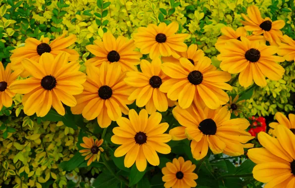 Orange, Frankreich, Blüten, gelb